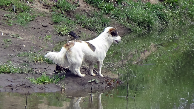 Kaybolan yaşlı adamın köpeği ekiplerin yanından ayrılmadı